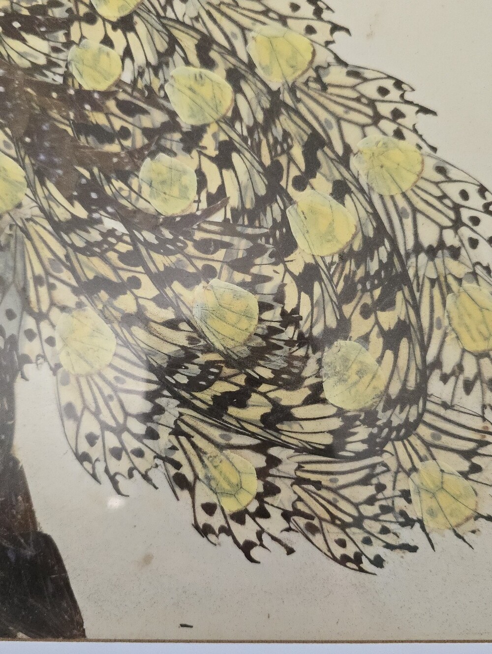 Vintage Real Moth and Butterfly Wing Art Taxidermy Peacock Beautiful - Picture 4 of 11
